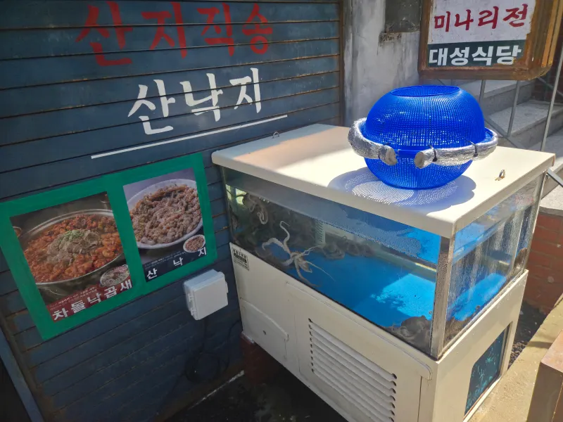 종로대성식당에서 관리하는 산낙지 수조